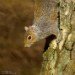 Squirrel 180207_3